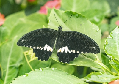 Black Swallowtail