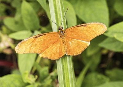 Julia Butterfly