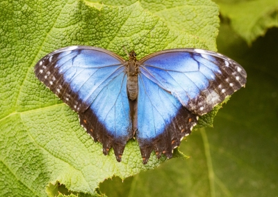 Blue Morpho