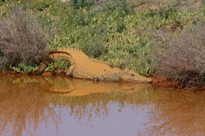 20071212-Aguila-Private-Game-Reserve-071212-002