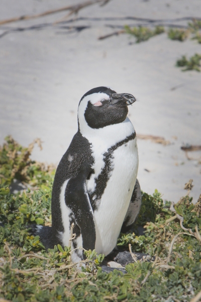 20071213-Cape-Point-Tour-071213-009