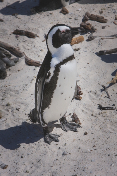 20071213-Cape-Point-Tour-071213-010