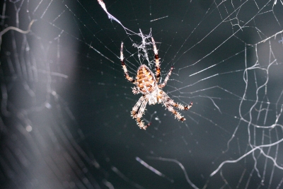 20070826-Spider-070826-001