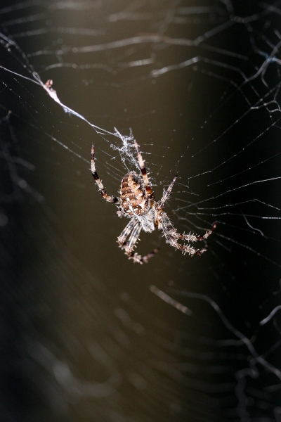 20070826-Spider-070826-002