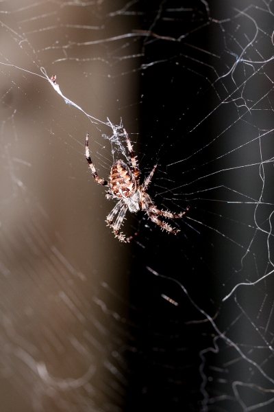 20070826-Spider-070826-003